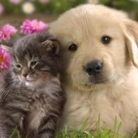 Foto di cuccioli migliorano la produttività