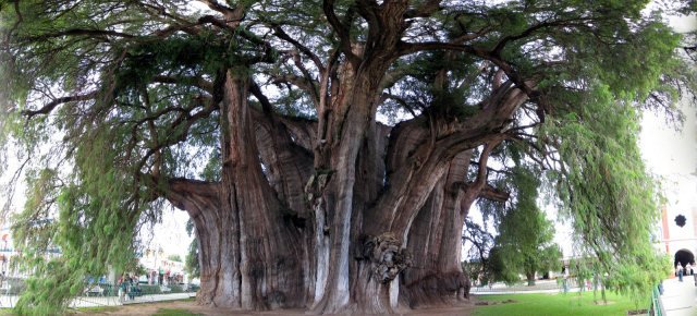 L'albero famoso che incanta il Messico