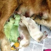 Cuccioli di cane verdi nati in Spagna