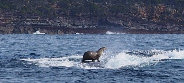 La foca che fa surf su una balena