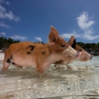 Pig Beach, l'isola popolata da maiali