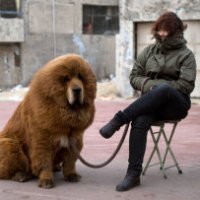 Zoo fa passare cane a pelo lungo per leone