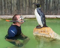 Il pinguino che prende lezioni di nuoto