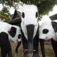 Elefanti verniciati come panda