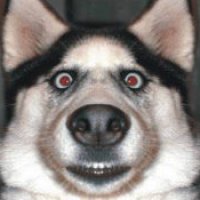 Cani antidroga sballati