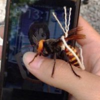 Addomestica una vespa gigante