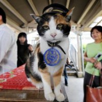 In Giappone un gatto diventa capostazione