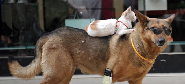 Gatto cavalca un cane con occhiali da sole