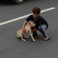 Attraversa l'autostrada per salvare un cane