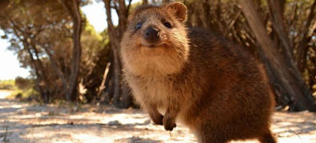 Il quokka, l'animale più felice del mondo