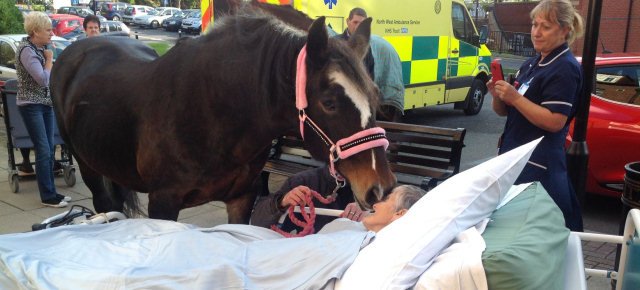 Cavallo accudisce la padrona morente