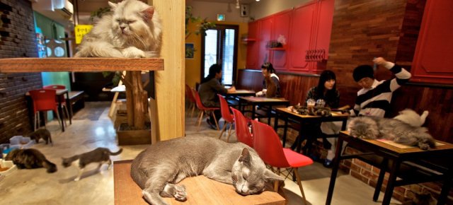 A Torino arriva il primo cat cafè italiano