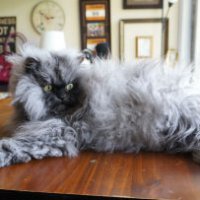 Il gatto più peloso del mondo