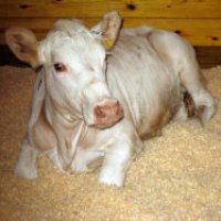 Da futura bistecca a star