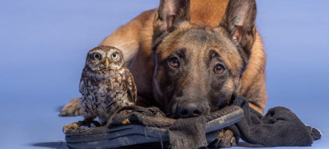 Un cane  e un gufo inseparabili