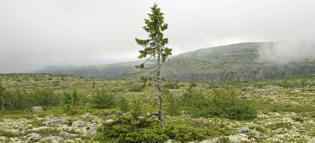 L'albero più vecchio al mondo ha 9.500 anni