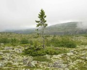 L'albero più vecchio al mondo ha 9500 anni