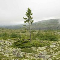 L'albero più vecchio al mondo ha 9500 anni