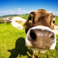 Noleggia anche tu una mucca online!