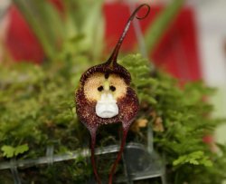 Ecco l'orchidea a forma di scimmia