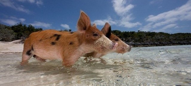 Pig Beach, l'isola popolata da maiali