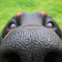 Bacia il cane: arrestato
