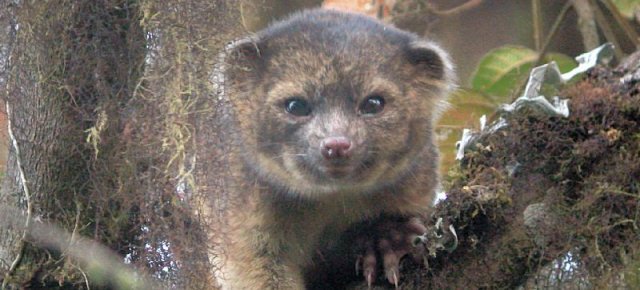 Scoperto nuovo mammifero: l'olinguito