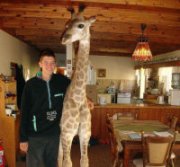 Fenne, la giraffa domestica