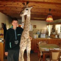 Fenne, la giraffa domestica