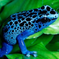 Principi azzurri o semplici rane blu?