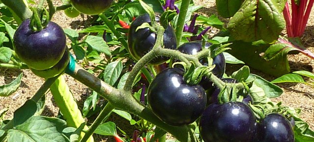 Ecco i pomodori neri, che fanno bene alla salute!