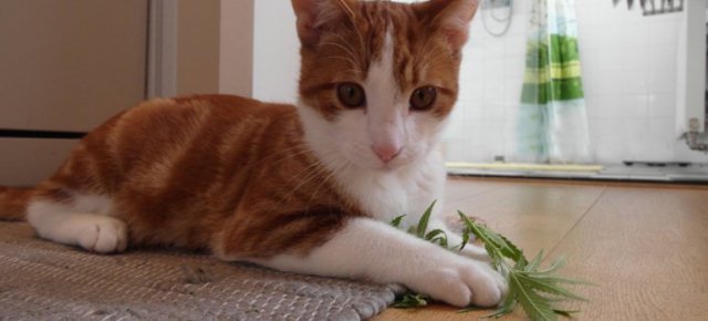 Gatto porta cannabis alla padrona
