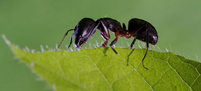 Formiche suonano il campanello di una casa