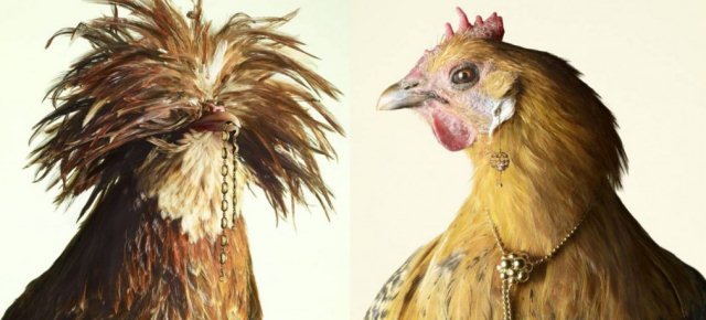 Galline usate come modelle per gioielli