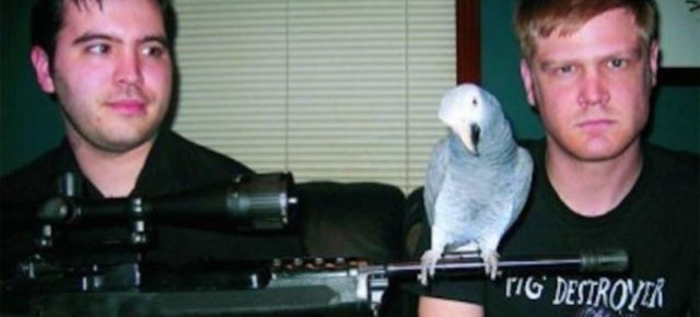 Il pappagallo che canta death metal