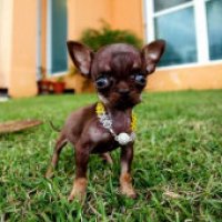 Il cane più piccolo del mondo