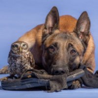 Un cane  e un gufo inseparabili