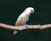 Peaches: il pappagallo litigioso