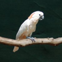 Peaches: il pappagallo litigioso