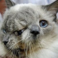 Il gatto con due facce