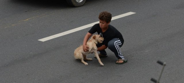 Attraversa l'autostrada per salvare un cane