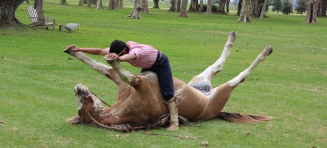 Il vero uomo che sussurra ai cavalli