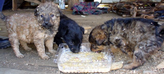 Il suo lavoro? Assaggiare cibo per animali