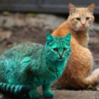 Un gatto verde smeraldo