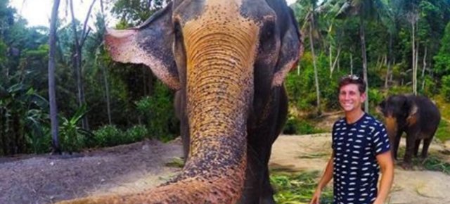 Elefante ruba fotocamera e scatta un selfie