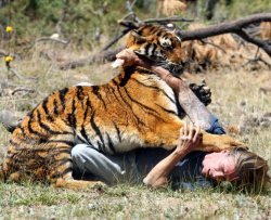 L'uomo che addestra le tigri ad attaccarlo