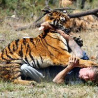 L'uomo che addestra le tigri ad attaccarlo