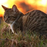 I gatti miagolano in lingue diverse?