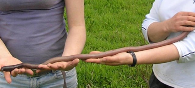 Il verme più grande del mondo