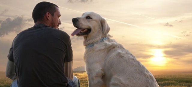 Padroni che non puliscono le cacche dei propri cani